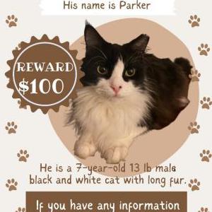 Lost Cat Parker
