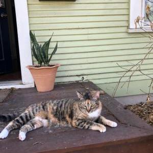 Lost Cat Clover/Kitty Mamas