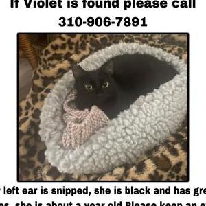 Lost Cat Violet