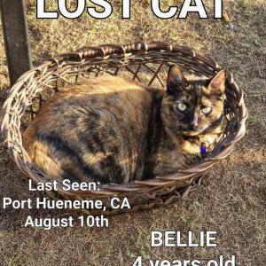 Lost Cat Bellie