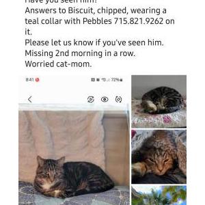 Lost Cat Bisquit