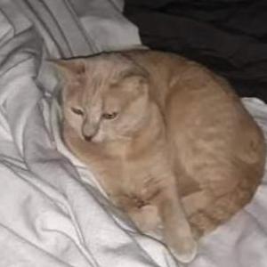 Lost Cat Ginger Blossom