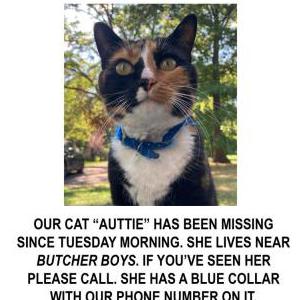 Lost Cat Auttie