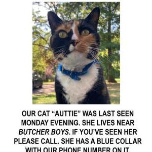 Lost Cat Auttie