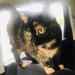 Lost Cat Sable