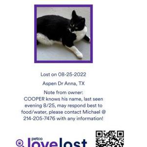 Lost Cat Cooper