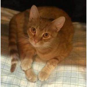 Lost Cat Beauregard (Beau)