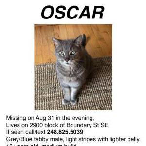 Lost Cat Oscar