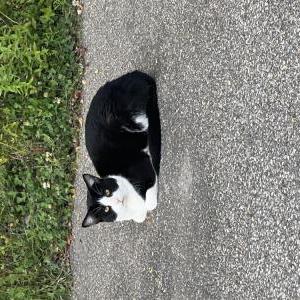 Found Cat Unknown