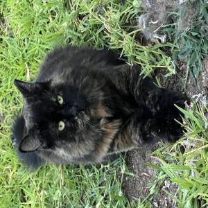 Lost Cat Hera