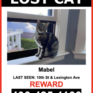 Lost Cat Mabel