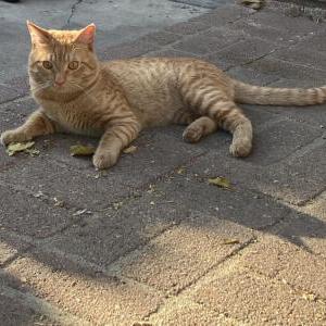 Found Cat Unknown Orange Tabby