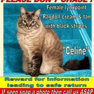 Lost Cat Celine