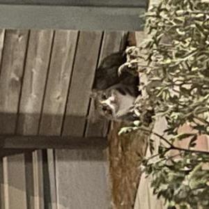 2nd Image of Unknown, Found Cat