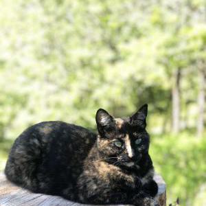 Lost Cat Polly