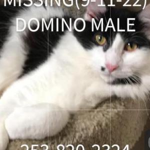 Lost Cat Domino