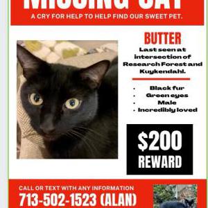 Lost Cat Butter