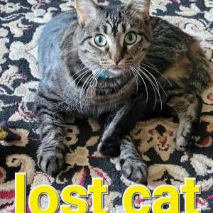 Lost Cat Mingi
