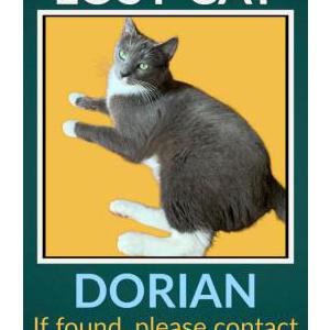 Lost Cat Dorian (Dor-Bee)