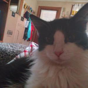 Lost Cat PEPPER (longhair tux