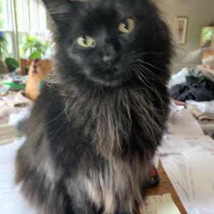 Lost Cat Guinness