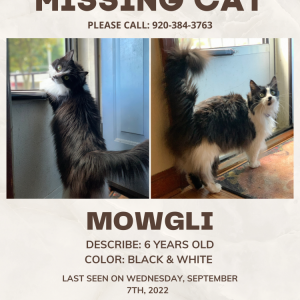Lost Cat Mowgli