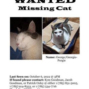 Lost Cat George