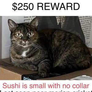 Lost Cat Sushi