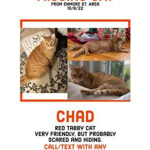 Lost Cat Chad