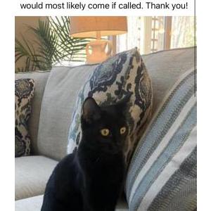 Lost Cat Croutons
