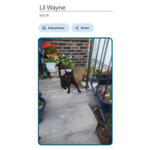 Lost Cat Lil Wayne