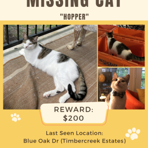 Lost Cat Hopper