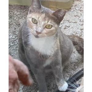 Lost Cat Itzie