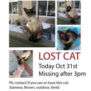 Lost Cat Moshi