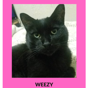 Lost Cat Weezy