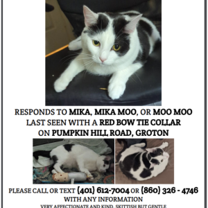 Lost Cat Mika