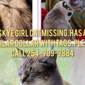 2nd Image of Skye, Lost Cat