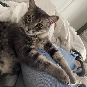 Lost Cat STORMY
