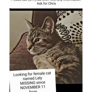 Lost Cat Lely
