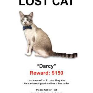 Lost Cat Darcy