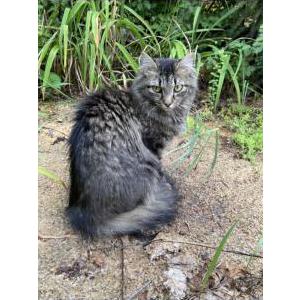Lost Cat Weekritterbug