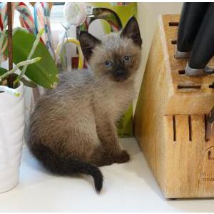 Found Cat Siamese Kitten 6wks