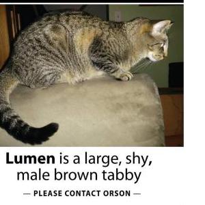 Lost Cat Lumen