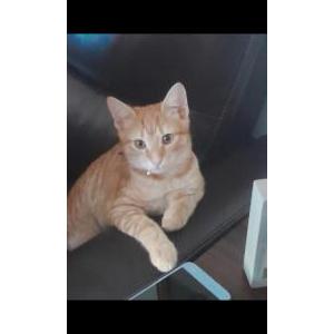 Lost Cat Charley