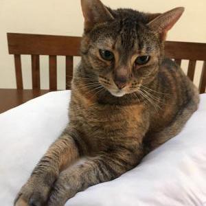 Lost Cat Penny