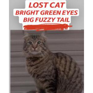 Lost Cat Fuzzy
