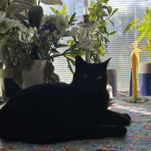 Lost Cat Oberon