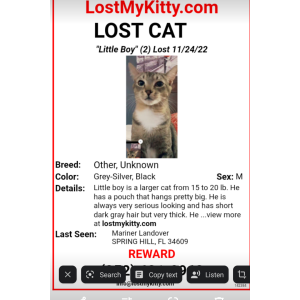Lost Cat Little boy