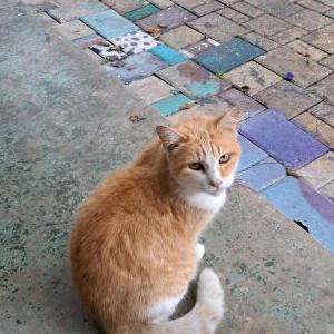 Lost Cat Katta Bean