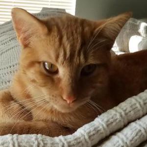 Lost Cat Orange Kitty